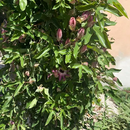 בית נופש Tesori Del Sinis *