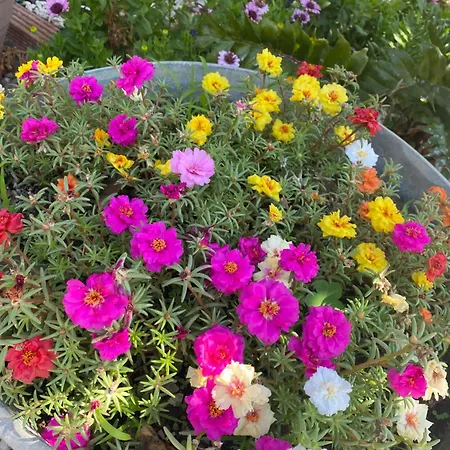 Tesori Del Sinis בית נופש *